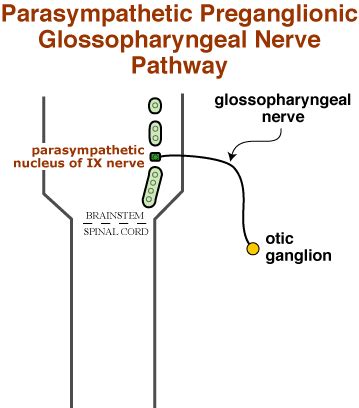 Parasympathetic Pathway to Parotid/Zygomatic Salivary Glands