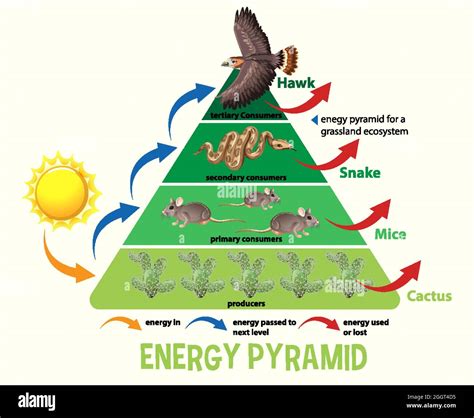 Science simplified ecological pyramid illustration Stock Vector Image & Art - Alamy