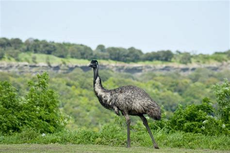 Free Stock photo of Australian emu in lush bushland | Photoeverywhere