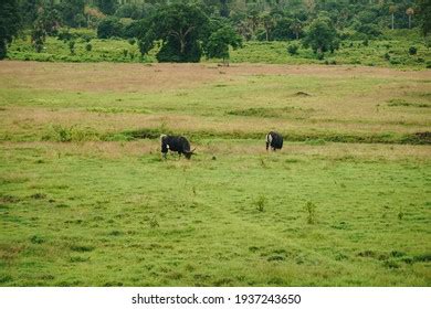 49 Banteng jawa Images, Stock Photos & Vectors | Shutterstock