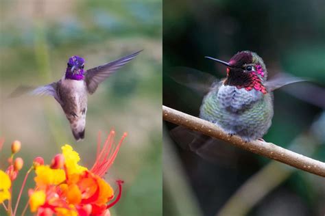 Costa’s Hummingbird vs. Anna’s Hummingbird: What’s the Difference?