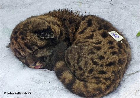 Panther kitten, photographed by John Kellam. Also, it got blep : r/aww