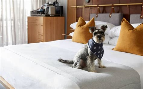 Luxury pet friendly hotels in australia – Artofit