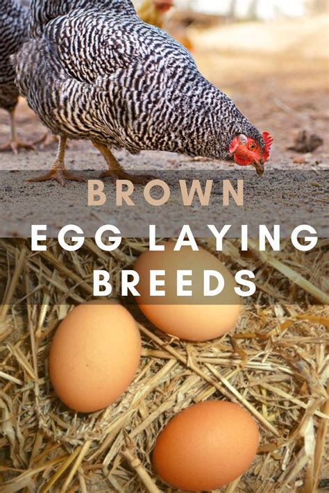 Chicken Breeds That Lay Brown Eggs The Hen S Loft | Hot Sex Picture