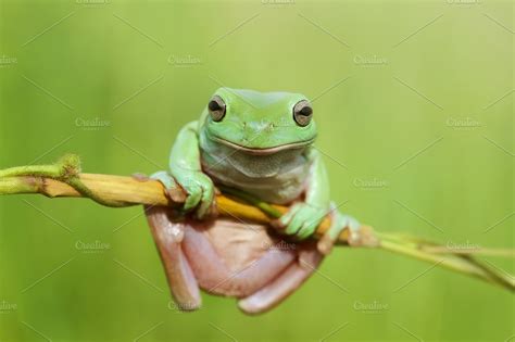 dumpy frogs on branches ~ Animal Photos ~ Creative Market