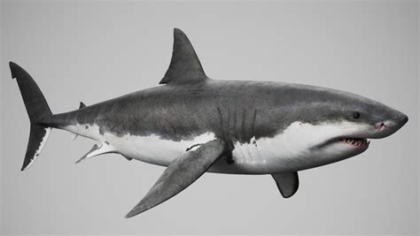 Great White Shark 3D model - TurboSquid 1717534