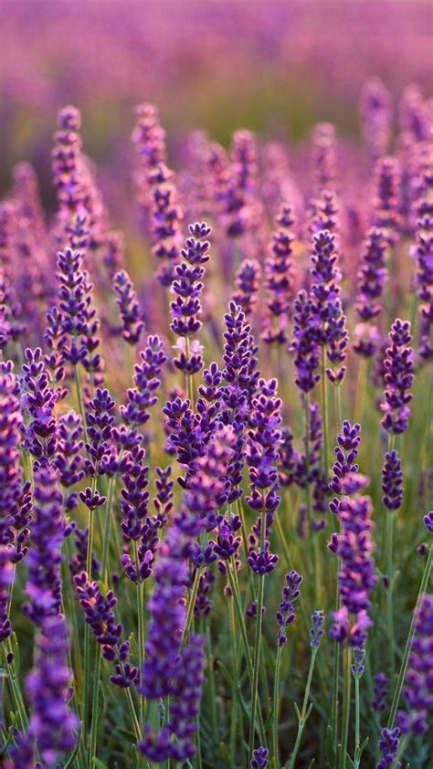 720x1280 Lavenders, Lavender farm, plants wallpaper | Flowers photography, Purple flowers ...