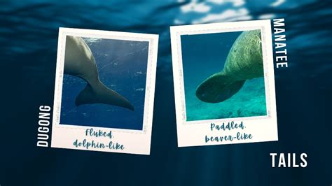 Dugong vs Manatee – 6 Methods to Inform the Distinction - My Blog