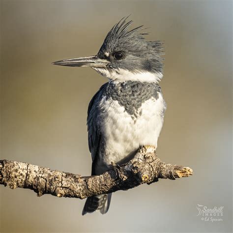 Belted kingfisher, male, a moment at rest | 20210129-_Y8A065… | Ed Spenser | Flickr