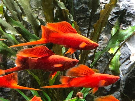 Hi fin swordtails | Tropical fish aquarium, Aquarium fish, Swordtail fish