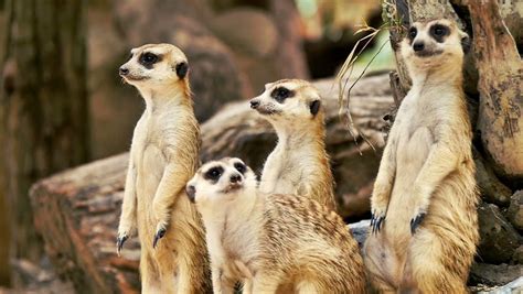 Meerkat in a Natural Reserve Stock Footage Video (100% Royalty-free ...