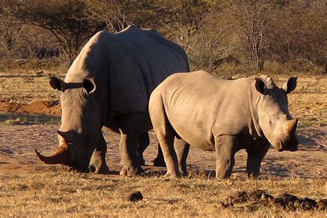 Budget Travel in Khama Rhino Sanctuary | Budget Travel Guide