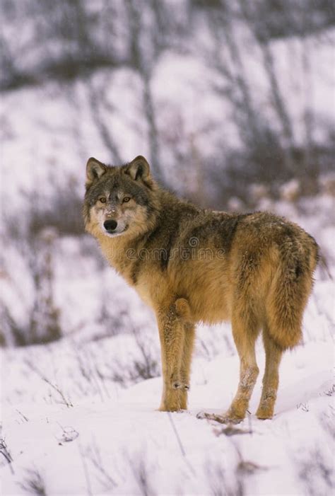 Loup gris en hiver image stock. Image du nature, mammifère - 18399925