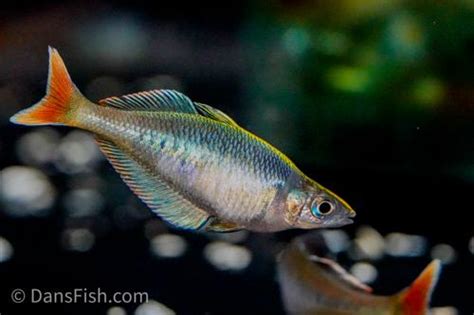 Party Animal Rainbowfish (Chilatherina bleheri) - Dan's Fish