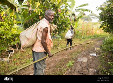 A cocoa bean harvester walks through a cocoa plantation with a long ...