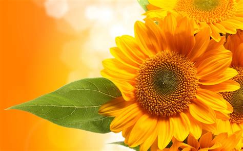 Beautiful Fall Sunflower Wallpapers - Top Free Beautiful Fall Sunflower ...