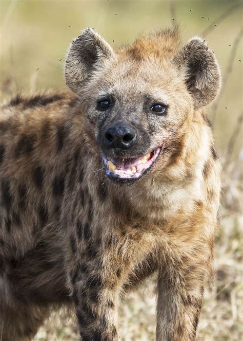 Beautiful What Does A Hyena Sound Like