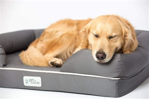 The 5 Best Memory Foam Dog Beds