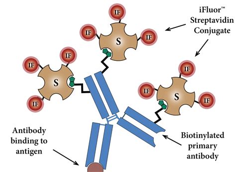 iFluor® 790-streptavidin conjugate | AAT Bioquest