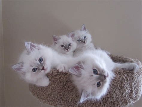 Available Kittens — Siberian Glory