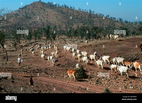 Cattle overgrazing hi-res stock photography and images - Alamy