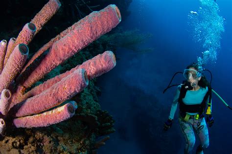 Diving on Saba - SABA DUTCH CARIBBEAN