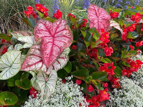 Surefire Cherry Cordial hottest new begonia for 2023