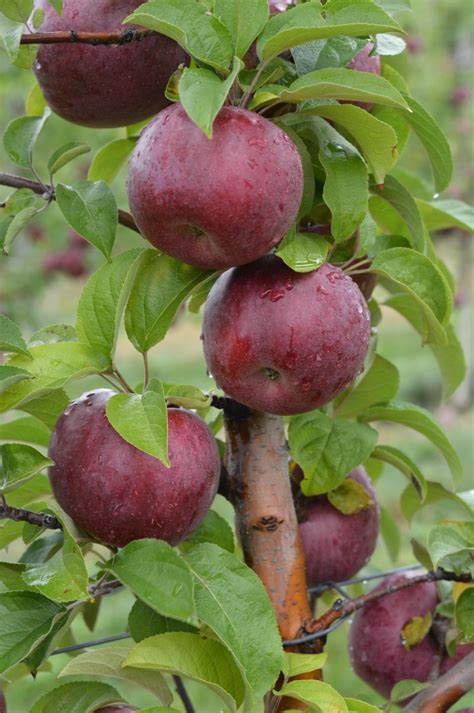 How about them apples? Picking season looks great at Mass. orchards