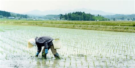 Rice fields as eco-existence | OMUSUBI GONBEI