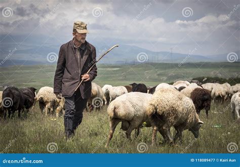 Armenian Man with His Sheep in a Countryside Editorial Photography - Image of picturesque, field ...