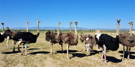 American Ostrich Farm Food Guide Listing