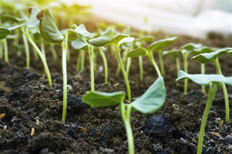 Growing Okra from Seeds or Seedlings - Food Gardening Network