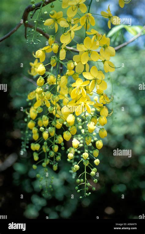 Closeup of Cassia fistula flower Stock Photo - Alamy