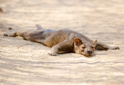 FOSSA: 5 fascinating facts - Africa Geographic