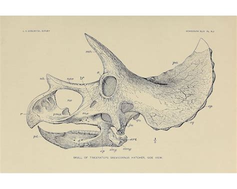 Dinosaur Print Ceratopsid Dinosaur Extinct Animal Art Paleontology ...