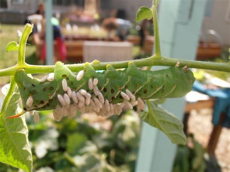 The Insect World: Manduca quinquemaculata: The Tomato Hornworm