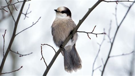 Canada Jay and Other Changes in Bird Classification — Eastside Audubon Society