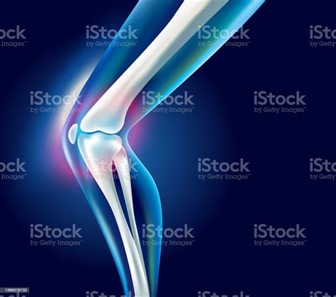 Human Leg Bones Vector Xray Stock Illustration - Download Image Now ...