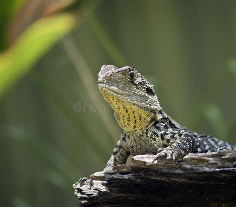 A water dragon lizard stock photo. Image of white, legs - 142035190