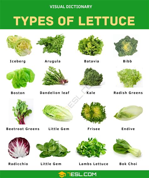 Types of Lettuce in English • 7ESL