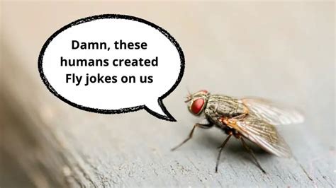 70 Funny Fly Jokes And Puns That Need No Navigation