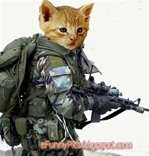 Army Cat - Funny Photos, Funny Videos