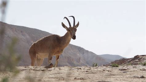 Shot Of Wild Animals In Desert In Israel Stock Footage SBV-308738618 ...