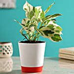 Buy/Send White Pothos Plant In Self-Watering White Pot Online- FNP