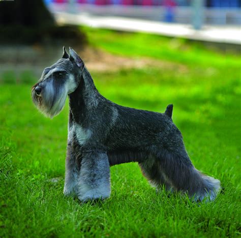 Why Miniature Schnauzer Breeders Are The Best Choice For Your Next Pet ...