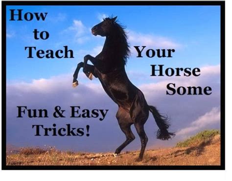 Simple Tricks to Teach Your Horse | PetHelpful