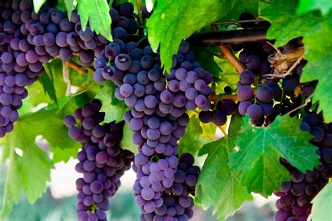 black seedless grapes benefits varieties taste - Raztak