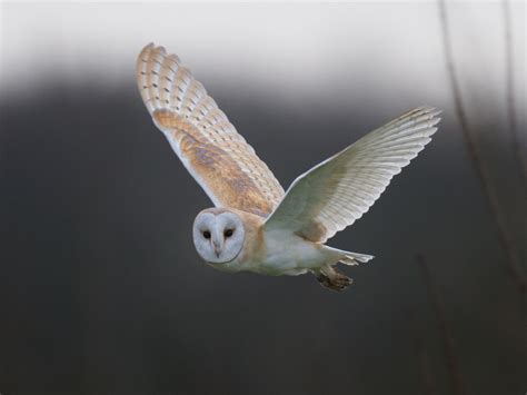 Barn Owl flight-winter | Tony McLean | Flickr