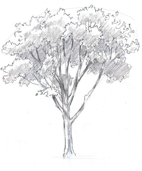 How to draw trees: Oaks | Oak tree drawings, Tree drawing, Tree sketches