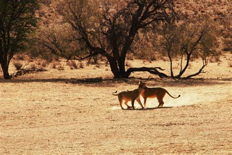 The Ultimate Kgalagadi Transfrontier Park Safari Guide - STINGY NOMADS